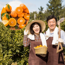 먹사부 [산지직송] 제철 제주 황금향 가정용 선물세트 선물용 과일 소 중 대과 고당도 특품 1kg 2kg 3kg 5kg 명절 설 추석 선물 세트, 황금향 선물세트 5KG