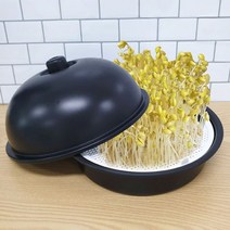 국내생산 콩나물 재배기 집에서 새싹 키우기 유치원 바른 기르기 채소 학습, 1개