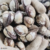 산지직송 제철 벌교 특 새 꼬막, 특꼬막 2kg(160미내외)