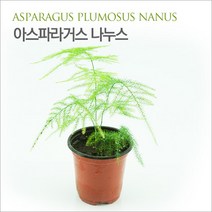 [킴아쿠아] 아스파라거스 나누스 화분 공기정화식물 미세먼지제거