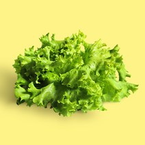 단품 당일수확 연중생산 쌈채소 유럽 샐러드 채소 바타비아 임펄션 250g