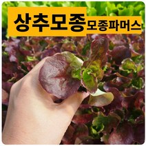 (모종파머스) 꽃상추모종 10개 맛있는 야채쌈채소