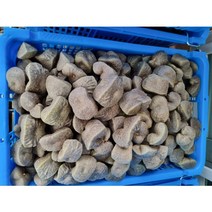 하늘마 열매마 넝쿨마 우주마1kg 2kg 3kg 산지직송 종자판매, 하늘마/열매마 종자용 3kg