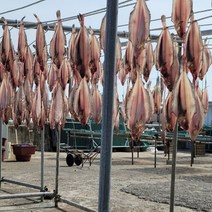 감포 울산 반건조 가자미 물가자미 미주구리 참가자미 조림 구이 수협가재미 15미 21미, 7. 28cm-31cm(10미)