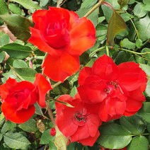 묘목/장미 땅장미 (몽파르나스-2) 포트묘 W226