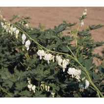 금낭화 야생종 백색(약 20 립)