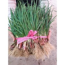 노지 쪽파 1단 실파 잔파 깐쪽파 다듬은 손질된, 흙쪽파