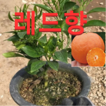 (성실농원) 레드향 묘목 (7치화분) 1그루