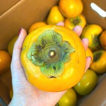 냥냥이네 단감 15-20과 3kg 태추 감효능 곶감만들기 진영 청도반시 곶감용 부유 대추 땡감 둥시감 감나무, 상세페이지 참조