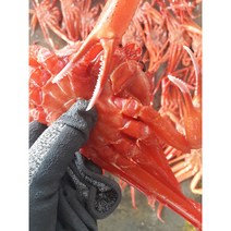 박달홍게자숙찜 3kg 29 9OO원 부터~!, 2