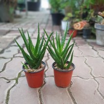 공룡꽃식물원(주) 원플원 2개 미니알로에 소품 10~25cm 44 다육식물 선인장