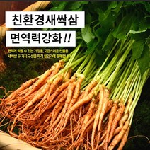 대숲맑은 새싹삼 새싹인삼 100뿌리 산지직송 GAP인증, *고급 대 100뿌리 (25cm 좌우)