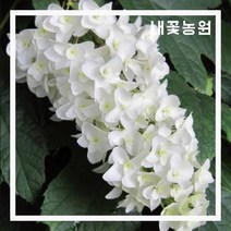 떡갈잎수국 스노우플레이크 (겹꽃) 7치 화분