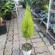 외목대 율마 허브 중품 공기정화식물 40~60cm 89, 1개