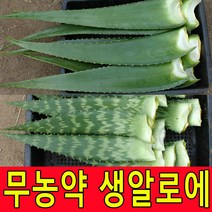 친환경 무농약인증 알로에베라 5kg 생잎 농장직송, 1박스, 알로에베라2kg