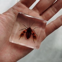 피규어사이트 소형 동물 장식품 실제 곤충 수지 표본 나비 해양 생물학 교육인지 도구 홈 인테리어 액세서, 07 007