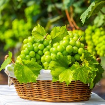 고당도 프리미엄 샤인머스켓 수출용 1kg 1.5kg 2kg 특품, 실속형_1kg (2수), 1개