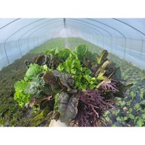 당일수확 유기농인증 안성 모듬채소 600g/1kg 모듬쌈밥 건강한채소 야채즙 삼겹살쌈 신선야채, 600g모듬