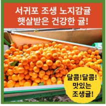 서귀포 노지감귤 새콤달콤 고당도 제주도 극조생 혼합과 밀감, 노지귤 조생귤 10kg