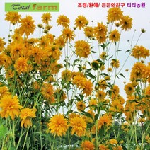 팝플라워 [꽃씨] 겹삼잎국화 10립