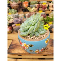 [다육소풍] 아이시그린, 1개