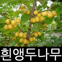 흰앵두나무/앵두/묘목/삽목/1년(특)/1주/도시농부