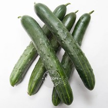 피클오이 취청오이 오이 가시오이 백오이 25개 오이지용오이 오이지오이 특품 큐컴버 못난이오이 청오이, 단품, 단품