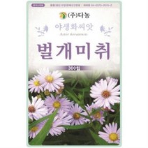 다농 벌개미취씨앗 1kgGX