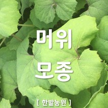 채소 모종 ~ 각종 묘종. 베란다 텃밭 세트 공기정화식물 허브 씨앗 채소모종 ~, H032 머위 모종 1개