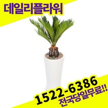소철 개업축하화분배달 개업식 개업선물 식당 카페 개원 집들이 승진 취임 부임 영전 전국당일 실내관엽식물 배송