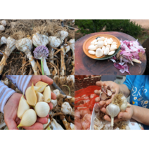 [우수농산물인증 2023 햇] 태안육쪽마늘 홍산마늘 코끼리마늘 홍산종자 대서마늘 유황마늘 홍산씨마늘, 유황대서-하 x 1접(100개)