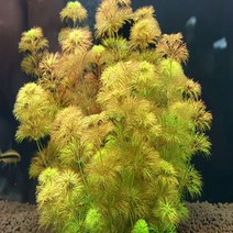 (후경수초)오렌지 암브리아(3촉)