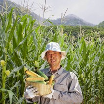 강원도홍천 찰옥수수 강원도영월 찰옥수수 미백옥수수 햇찰옥수수, 1박스, (영월)특품15개