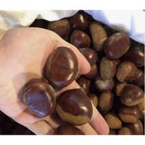 2023년 햇 공주밤 햇밤 고소한 알밤, 1개, 대 사이즈 2kg