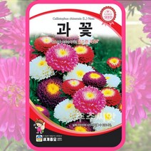 과꽃 씨앗 300립 꽃씨몰 종자 국화송이 봄 여름 가을 화단 조경 절화용 꽃, 단품