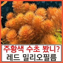 수초하우스) 레드 밀리오필름, 3줄기