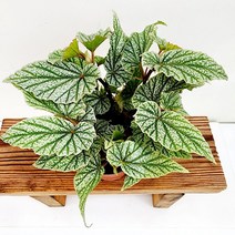 꽃나무팜 돈밀러 던밀러 베고니아 소품 목베고니아 실버펄 희귀 수입식물 공기정화 관엽식물