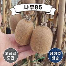 (나무85) 키위나무 묘목 5종, 레드키위 접1