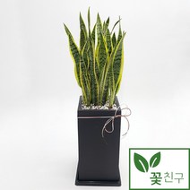 꽃친구 산세베리아 사무실 개업 축하 승진 집들이 선물 전국 당일배송