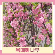매화나무 묘목 옥매화 분홍꽃 접목1년생 뿌리묘 5개