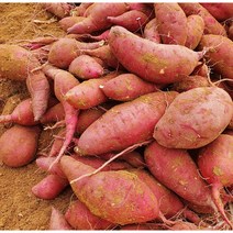 햇 밤고구마 해남 베니하루카 왕 꿀 고구마 한입 튀김용 3kg 5kg 10kg, 특상10kg, 1개