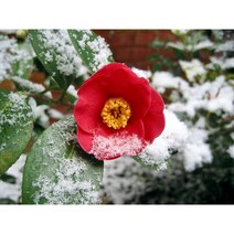 [꽃담은나무] 동백꽃 화분 동백나무 실내공기정화식물 모음, 1. 붉은 겹동백 H0.3