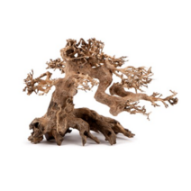 유피코리아 모스트리 분재유목 M100, 1개