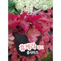 휴케라-중-레드/사계절 내내 화려한 잎을 보여 주는 휴케라.