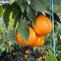 제주직송! 농장에서바로 만감류 황금향, 5kg (선물용 중-대과)