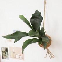 갑조네 박쥐란 코코넛볼 행잉플랜트 공중식물 실내공기정화식물