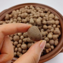 영양만점 국내산 참마씨 마 씨앗 1kg/2kg/5kg, 마 씨앗 2kg, 1개