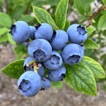 블루베리 묘목 아오이 류세이 / 즙이 많은 신품종 / 3년생 FT8-0