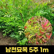 남천묘목 5주 1m 남천나무 정원수 아파트조경 관상수 울타리, 1개