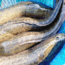 고산민물수산 가물치 2kg 국내산, 2kg (냉동), 1개